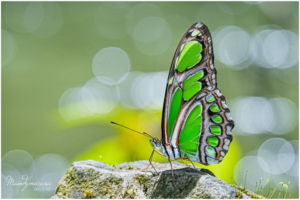 The Ostara CAFM software's name is related to the butterfly effect