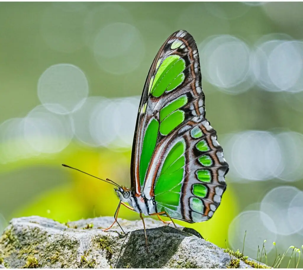 The Ostara CAFM software's name is related to the butterfly effect